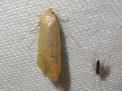 Platoloncha psamathina