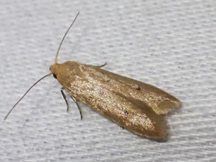 Platoloncha psamathina