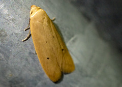 Platoloncha psamathina