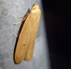 Platoloncha psamathina