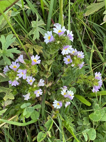 Alpine Eyebright (Euphrasia alpina)