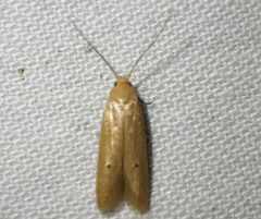 Platoloncha psamathina