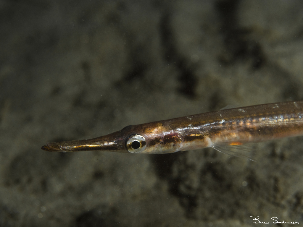 tubesnout (Nearshore Fish of Vashon-Maury Island) · iNaturalist