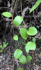 Smilax melastomifolia