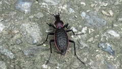 Carabus nankotaizanus