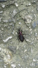Carabus nankotaizanus