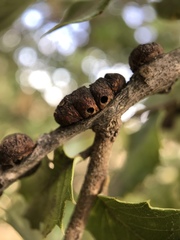 Disholandricus chrysolepidis
