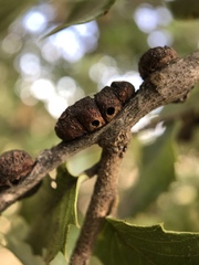 Disholandricus chrysolepidis