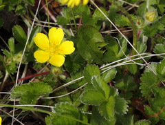 Potentilla stolonifera