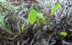 Smilax melastomifolia