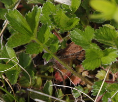 Potentilla stolonifera
