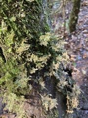 Homaliodendron flabellatum