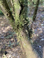 Homaliodendron flabellatum