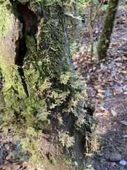 Homaliodendron flabellatum