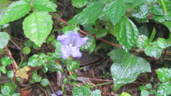 Strobilanthes rankanensis