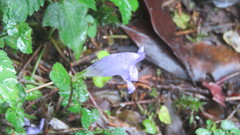 Strobilanthes rankanensis