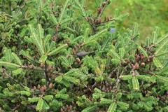 Abies hickelii, photograph (c) Wolfgang Ahlmer, some rights reserved (CC BY)