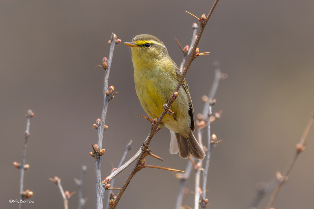 Tickell's Leaf Warbler