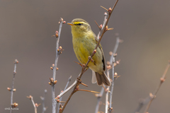 Tickell's Leaf Warbler photo 1
