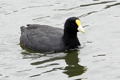 Fulica leucoptera