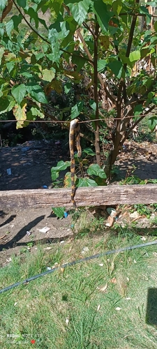 Wagler's Snake