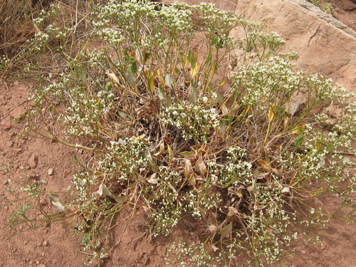 Thompson's Wild Buckwheat (Eriogonum thompsoniae)