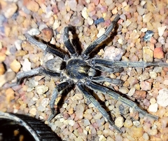 Harpactirinae