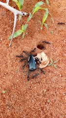 Sternocera orissa