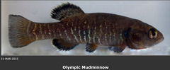 Olympic Mudminnow photo 3