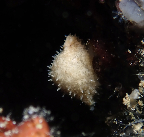 Pustularia cicercula observed 2025-05-28