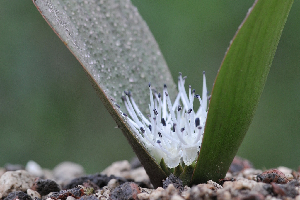 Hedgehog Lilies from Leiden, Nederland on November 4, 2019 at 01:33 PM ...