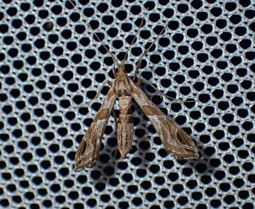 Interrupted Lineodes Moth photo 4
