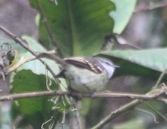 Mecocerculus leucophrys