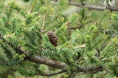 Abies hickelii, photograph (c) Wolfgang Ahlmer, some rights reserved (CC BY)