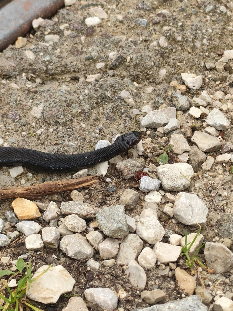 Adder
