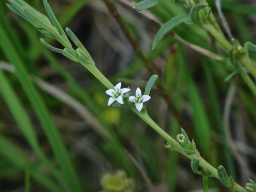 Thesium australe