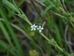 Thesium australe