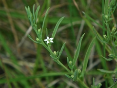 Thesium australe