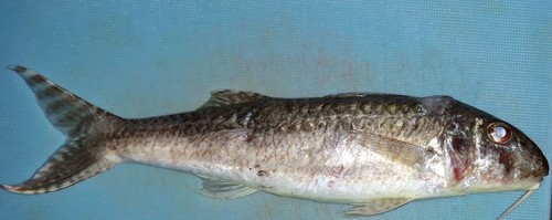 Por's goatfish (Upeneus pori) — Mullidae