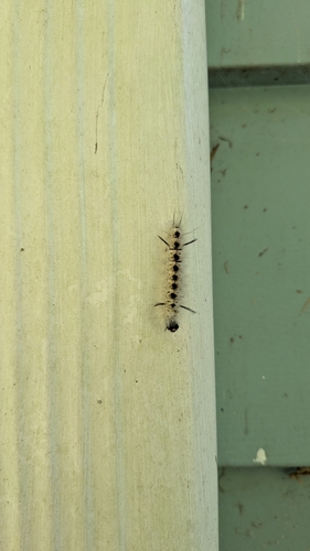 Hickory Tussock Moth (Lophocampa caryae)