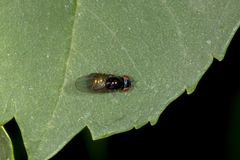Paraleucopidae