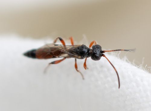 Centeterus confector