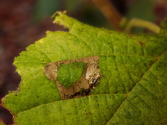 Phyllonorycter nicellii