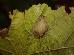 Phyllonorycter nicellii