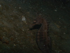 Hippocampus guttulatus