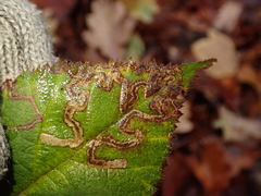 Stigmella splendidissimella