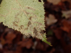 Stigmella splendidissimella