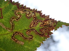 Stigmella splendidissimella