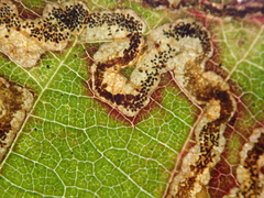 Stigmella splendidissimella
