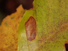 Parornix fagivora